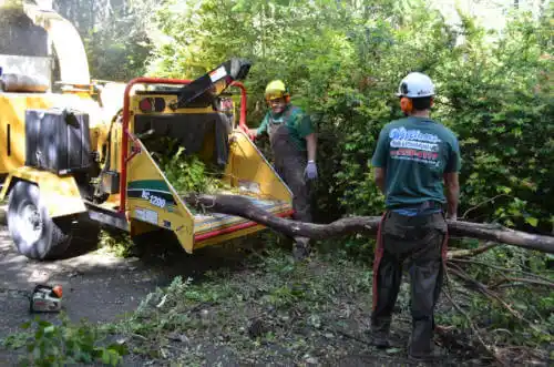 tree services Cripple Creek